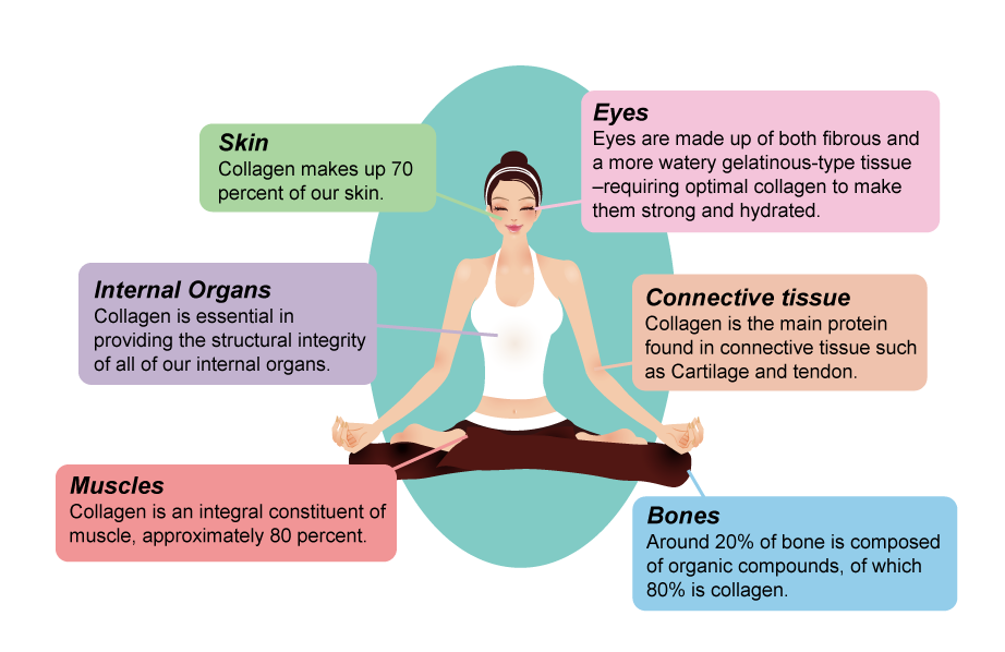 the functions of collagen in human body